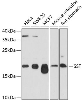 SST Antibody