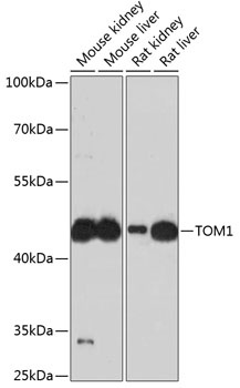 TOM1 Antibody