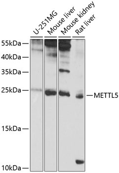 METTL5 Antibody