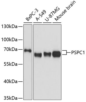 PSPC1 Antibody