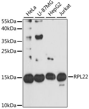RPL22 Antibody