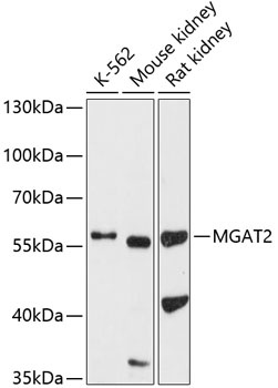 MGAT2 Antibody