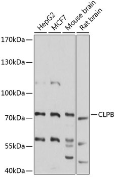 CLPB Antibody