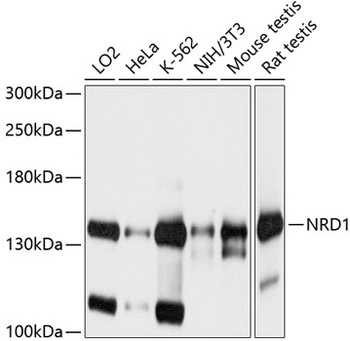 NRD1 Antibody