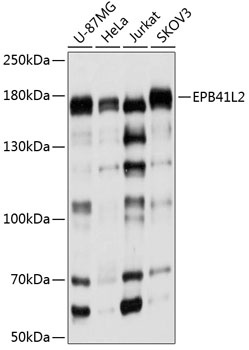 EPB41L2 Antibody