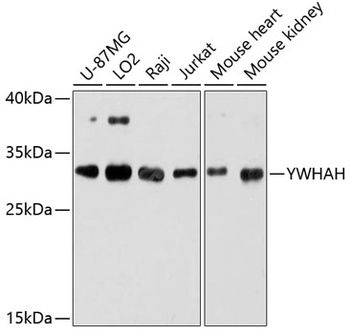 YWHAH Antibody