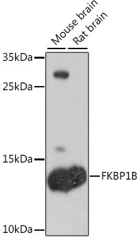 FKBP1B Antibody