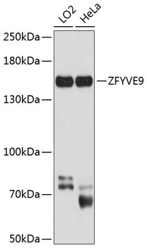 ZFYVE9 Antibody