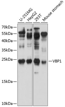 VBP1 Antibody