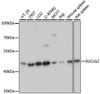 SUCLG2 Antibody