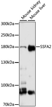 SSFA2 Antibody