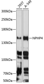NPHP4 Antibody