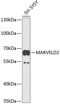 MARVELD2 Antibody