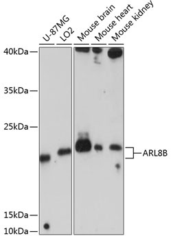 ARL8B Antibody