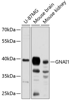 GNAI1 Antibody