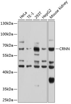 CRNN Antibody