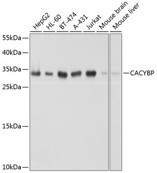 CACYBP Antibody