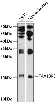 TAX1BP3 Antibody