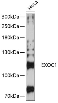 EXOC1 Antibody