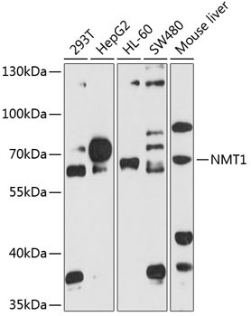 NMT1 Antibody