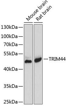 TRIM44 Antibody