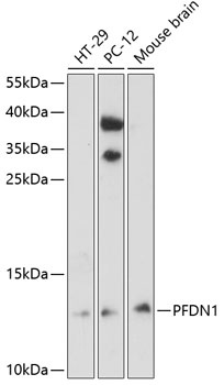 PFDN1 Antibody