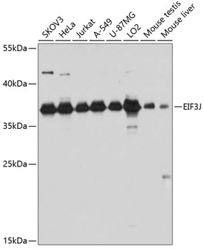 EIF3J Antibody