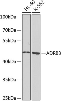 ADRB3 Antibody