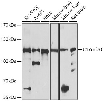 C17orf70 Antibody