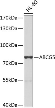 ABCG5 Antibody