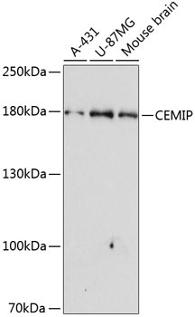 CEMIP Antibody