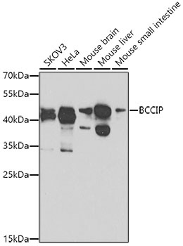 BCCIP Antibody