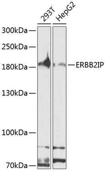 ERBB2IP Antibody