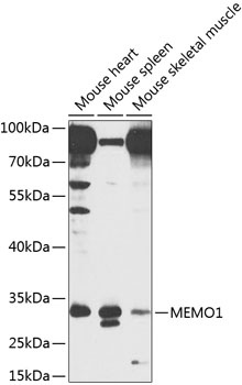 MEMO1 Antibody