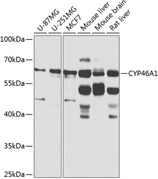 CYP46A1 Antibody