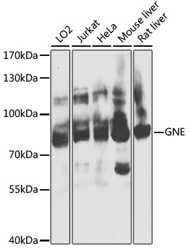 GNE Antibody