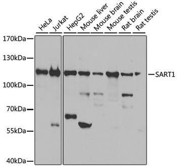 SART1 Antibody