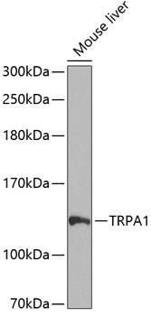 TRPA1 Antibody