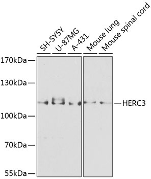 HERC3 Antibody