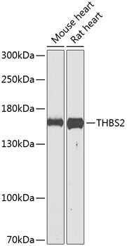 THBS2 Antibody
