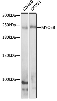 MYO5B Antibody