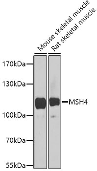 MSH4 Antibody