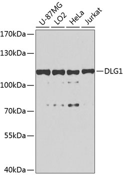 DLG1 Antibody