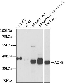 AQP9 Antibody