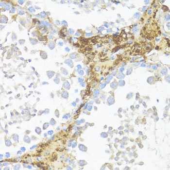 AMH Antibody