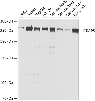 CKAP5 Antibody