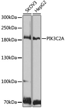 PIK3C2A Antibody