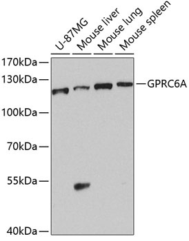 GPRC6A Antibody