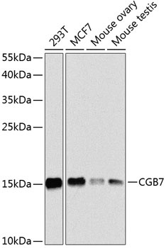CGB7 Antibody