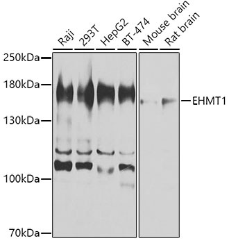 EHMT1 Antibody